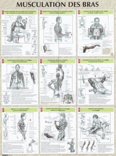 Beispielbild fr Musculation des bras planche plastifie (0000) zum Verkauf von Gallix