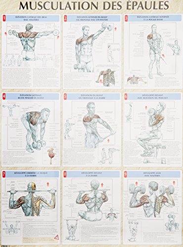 Beispielbild fr Musculation des paules planche plastifie (0000) zum Verkauf von Gallix