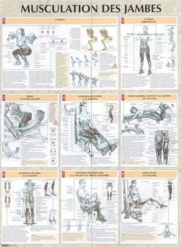 Beispielbild fr Musculation des jambes planche plastifie (0000) zum Verkauf von Gallix