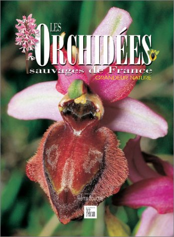 Imagen de archivo de Les Orchidées sauvages de France a la venta por Livreavous