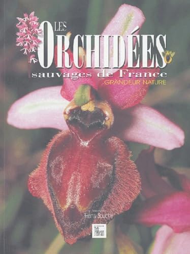 Orchidees sauvages de France