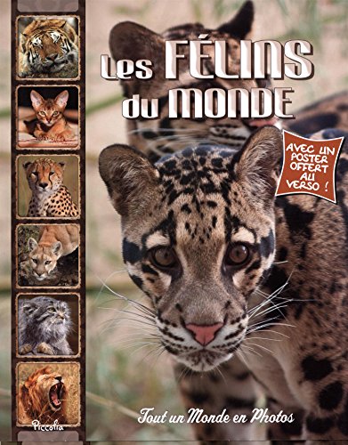 Les félins du monde (TOUT UN MONDE EN PHOTOS) - PICCOLIA: 9782753032682 ...