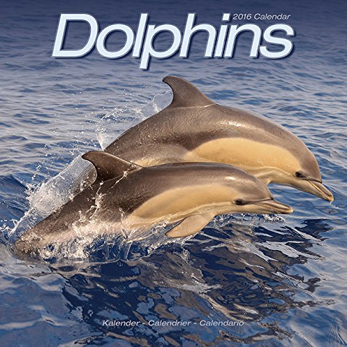 9782816007664: calendrier dauphins - 2016: Calendrier 2016