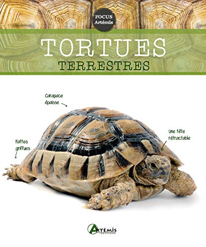 Stock image for Tortues terrestres for sale by medimops
