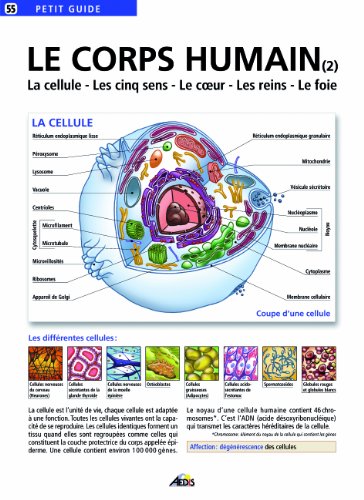 Beispielbild fr Le corps humain : Tome 2, La cellule, les cinq sens, le coeur, les reins, le foie zum Verkauf von medimops