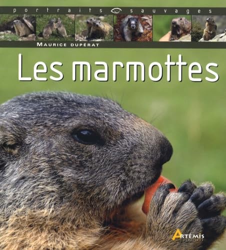 Beispielbild fr Marmotte zum Verkauf von Ammareal