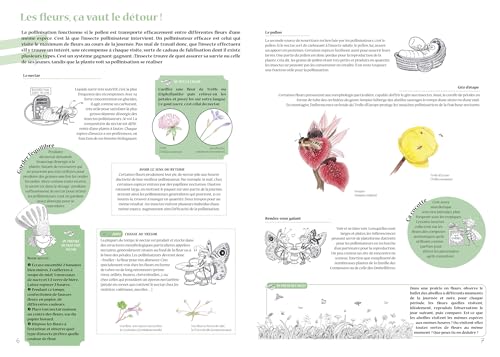 Beispielbild fr Plantes et insectes, une histoire d'amour: Explorez les fascinants mcanismes de la pollinisation zum Verkauf von Gallix