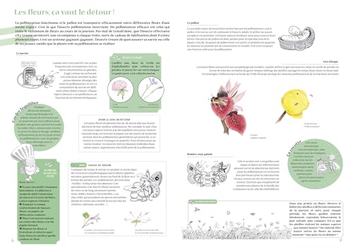 Stock image for Plantes et insectes, une histoire d'amour: Explorez les fascinants mcanismes de la pollinisation for sale by Gallix