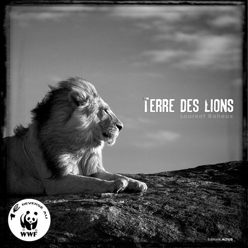 Stock image for Terre des lions for sale by medimops