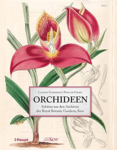 Beispielbild fr Orchideen: Schtze aus den Archiven der Royal Botanic Gardens, Kew zum Verkauf von medimops
