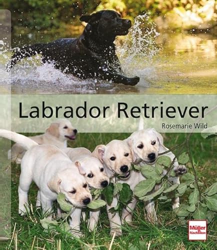 Stock image for Labrador Retriever (Hunderassen) for sale by medimops