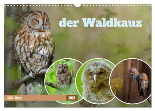 Stock image for der Waldkauz - Strix Aluco (Wandkalender 2024 DIN A3 quer), CALVENDO Monatskalender : Eulen in ihrer natrlichen Umgebung, kombiniert mit Weisheiten und Zitaten. for sale by AHA-BUCH GmbH