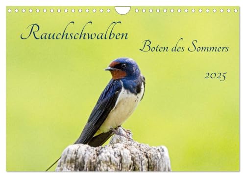 Stock image for Rauchschwalben - Boten des Sommers (Wandkalender 2025 DIN A4 quer), CALVENDO Monatskalender : Rauchschwalben gelten als Boten des Sommers, wenn sie uns mit akrobatischen Flugeinlagen und liebevollen Gesnge betren. for sale by AHA-BUCH GmbH