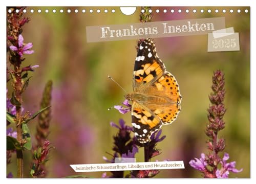 Imagen de archivo de Frankens Insekten (Wandkalender 2025 DIN A4 quer), CALVENDO Monatskalender : Entdecken Sie 13 besondere heimische Insekten in ansprechenden Fotografien a la venta por AHA-BUCH GmbH