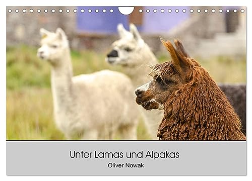 Imagen de archivo de Unter Lamas und Alpakas (Wandkalender 2025 DIN A4 quer), CALVENDO Monatskalender : Lamas und Alpakas in Sdamerika a la venta por AHA-BUCH GmbH