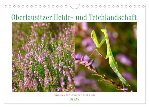 Stock image for Oberlausitzer Heide- und Teichlandschaft (Wandkalender 2025 DIN A4 quer), CALVENDO Monatskalender : Pflanzen und Tiere der Oberlausitzer Heide- und Teichlandschaft for sale by AHA-BUCH GmbH