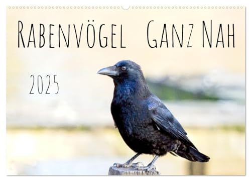 Stock image for Rabenvgel - ganz nah (Wandkalender 2025 DIN A2 quer), CALVENDO Monatskalender : Rabenvgel Europas for sale by AHA-BUCH GmbH