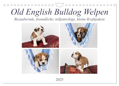 Imagen de archivo de Old English Bulldog Welpen (Wandkalender 2025 DIN A4 quer), CALVENDO Monatskalender : Kleine bezaubernde Kraftpakete a la venta por AHA-BUCH GmbH