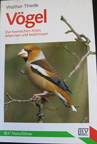 Stock image for Vgel. Die heimischen Arten erkennen und bestimmen for sale by Bernhard Kiewel Rare Books