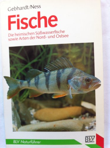Stock image for Fische. Die heimischen Swasserfische sowie Arten der Nord- und Ostsee for sale by Versandhandel K. Gromer