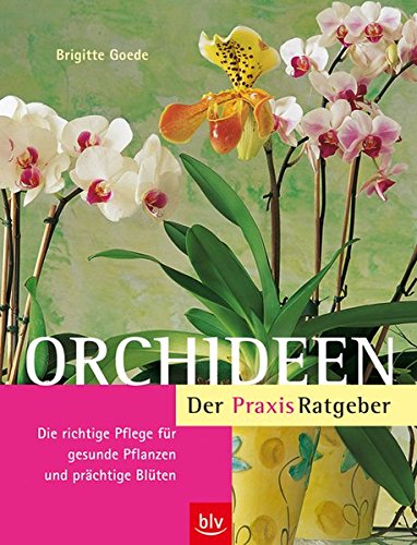 Beispielbild für Orchideen. Der Praxis-Ratgeber zum Verkauf von PRIMOBUCH
