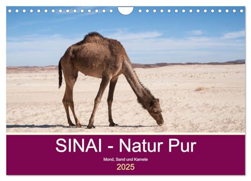 Beispielbild fr Sinai - Natur Pur (Wandkalender 2025 DIN A4 quer), CALVENDO Monatskalender : Entdecken Sie atemberaubenden Landschaften. zum Verkauf von AHA-BUCH GmbH