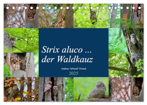 Stock image for Strix aluco . der Waldkauz (Tischkalender 2025 DIN A5 quer), CALVENDO Monatskalender : Eulen, aufgenommen in freier Wildbahn. for sale by AHA-BUCH GmbH