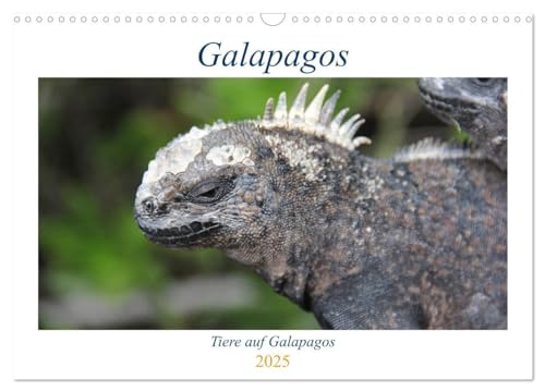 Imagen de archivo de Galapagos 2025 - Tiere auf Galapagos (Wandkalender 2025 DIN A3 quer), CALVENDO Monatskalender : Die einzigartige Tierwelt auf Galapagos a la venta por AHA-BUCH GmbH
