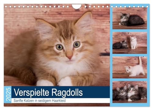 Imagen de archivo de Verspielte Ragdolls -Sanfte Katzen in seidigem Haarkleid (Wandkalender 2025 DIN A4 quer), CALVENDO Monatskalender : Gesellige, neugierige kleine Rassekatzen a la venta por AHA-BUCH GmbH