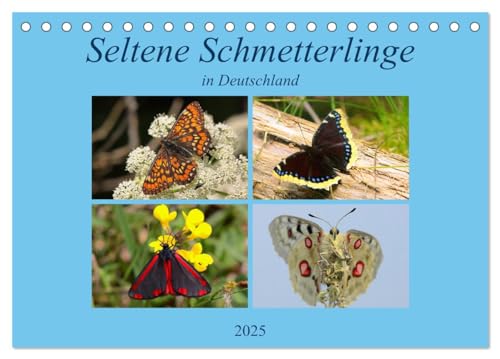 Beispielbild fr Seltene Schmetterlinge in Deutschland (Tischkalender 2025 DIN A5 quer), CALVENDO Monatskalender : Einblick in die Welt der Schmetterlinge zum Verkauf von AHA-BUCH GmbH