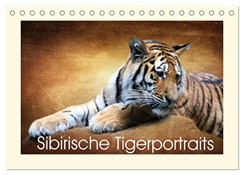 Imagen de archivo de Sibirische Tigerportraits (Tischkalender 2025 DIN A5 quer), CALVENDO Monatskalender : Grokatzen a la venta por AHA-BUCH GmbH