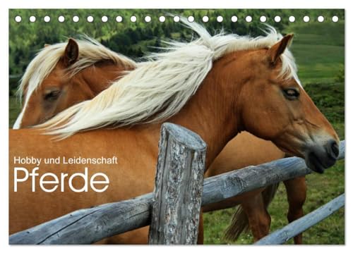 9783435535408: Pferde - Hobby und Leidenschaft (Tischkalender 2025 DIN A5 quer), CALVENDO Monatskalender: Sie sehen wunderschne und natrliche Bilder von Pferden im ... Bilder in verschiedenen Almen in Sdtirol.