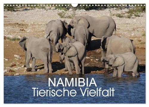 Stock image for Namibia - Tierische Vielfalt (Wandkalender 2025 DIN A3 quer), CALVENDO Monatskalender : Kalender mit der Vielfalt der Tierwelt Namibias von den ganz kleinen bis zu den ganz groen Tieren. for sale by AHA-BUCH GmbH
