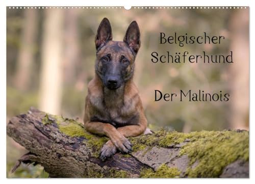 Stock image for Belgischer Schferhund - Der Malinois (Wandkalender 2025 DIN A2 quer), CALVENDO Monatskalender : Die Facetten einer Hunderasse for sale by AHA-BUCH GmbH