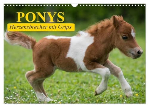 9783435651825: Ponys. Herzensbrecher mit Grips (Wandkalender 2025 DIN A3 quer), CALVENDO Monatskalender: Se Frechdachse mit Lwenherz