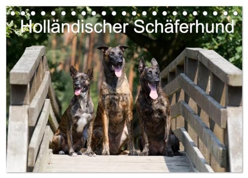 Imagen de archivo de Hollndischer Schferhund (Tischkalender 2025 DIN A5 quer), CALVENDO Monatskalender : Wunderschne Fotos der beeindruckenden Hollndischen Schferhunde a la venta por AHA-BUCH GmbH