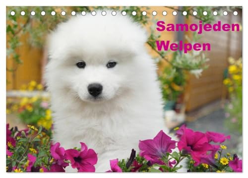 9783435718276: Samojeden Welpen (Tischkalender 2025 DIN A5 quer), CALVENDO Monatskalender: Weie Wollknuel