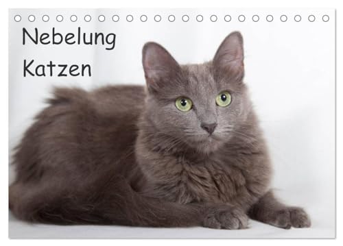 Imagen de archivo de Nebelung Katzen (Tischkalender 2025 DIN A5 quer), CALVENDO Monatskalender : Elegante und sanfte Rassekatzen a la venta por AHA-BUCH GmbH