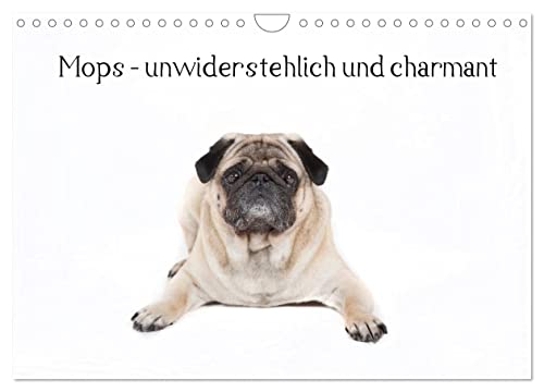 9783435766970: Mops - unwiderstehlich und charmant (Wandkalender 2025 DIN A4 quer), CALVENDO Monatskalender: Dieser Kalender zeigt den Mops in verschiedenen Posen in einem reinweiem Kalender.