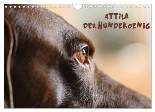 Imagen de archivo de Attila, Der Hundeknig (Wandkalender 2025 DIN A4 quer), CALVENDO Monatskalender : Die vielen Gesichter des Attila H. a la venta por AHA-BUCH GmbH