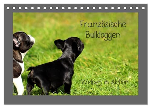 Imagen de archivo de Franzsische Bulldoggen (Tischkalender 2025 DIN A5 quer), CALVENDO Monatskalender : Welpen in Aktion a la venta por AHA-BUCH GmbH