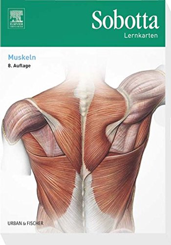 Imagen de archivo de Sobotta Lernkarten Muskeln a la venta por medimops