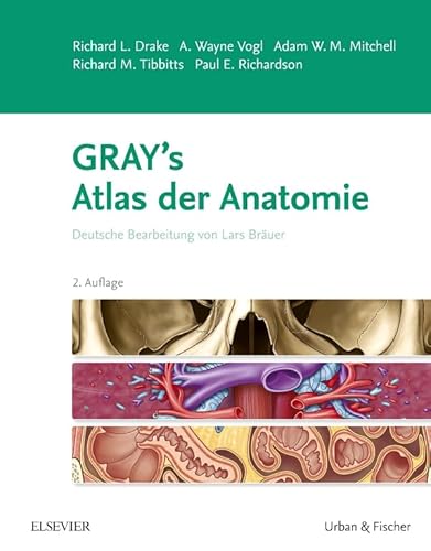 Stock image for Gray's Atlas der Anatomie: Deutsche Bearbeitung von Lars Bruer for sale by medimops