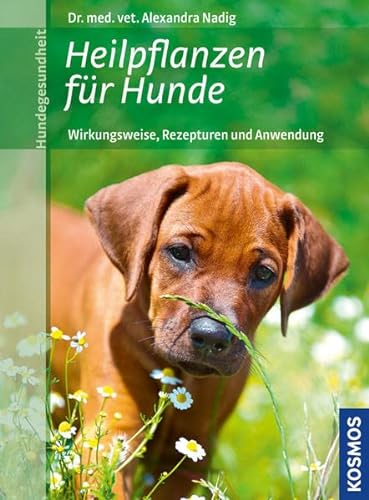 Stock image for Heilpflanzen fr Hunde: Wirkungsweise, Rezepturen und Anwendung for sale by medimops