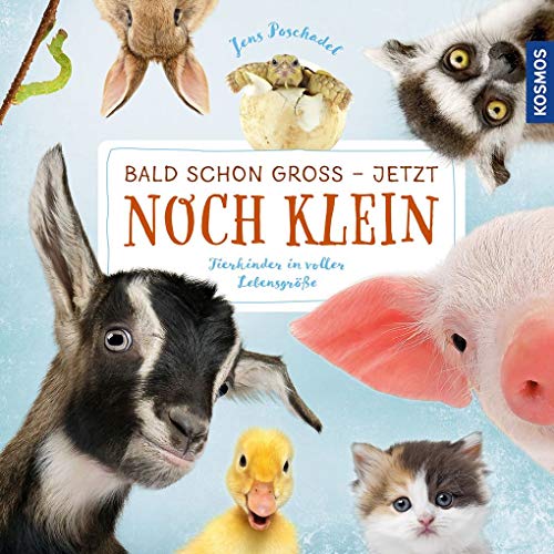 Stock image for Bald schon gro - jetzt noch klein: Tierkinder in voller Lebensgre for sale by medimops