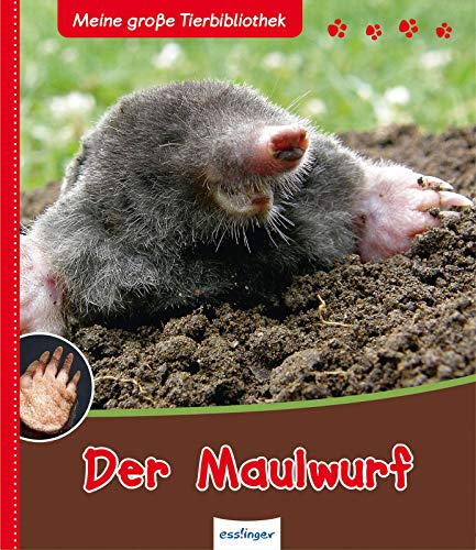 Stock image for Der Maulwurf - Meine groe Tierbibliothek for sale by medimops