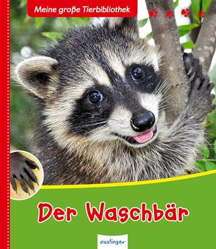 Beispielbild fr Meine groe Tierbibliothek: Der Waschbr Meine groe Tierbibliothek Deutsch Fotos zum Verkauf von Jasmin Berger