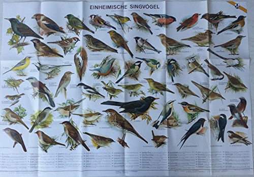 Beispielbild fr Einheimische Singvgel. Gefalzt in Buchform. Zehnfarbige Chromolithographie zum Verkauf von medimops