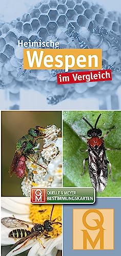 Stock image for Heimische Wespen for sale by GreatBookPrices