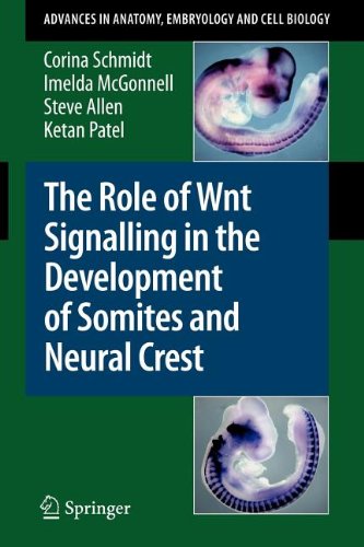 The Role of Wnt Signalling in the Development of Somites and Neural Crest (9783540848936) by Schmidt, Corina; McGonnell, Imelda; Allen, Steve